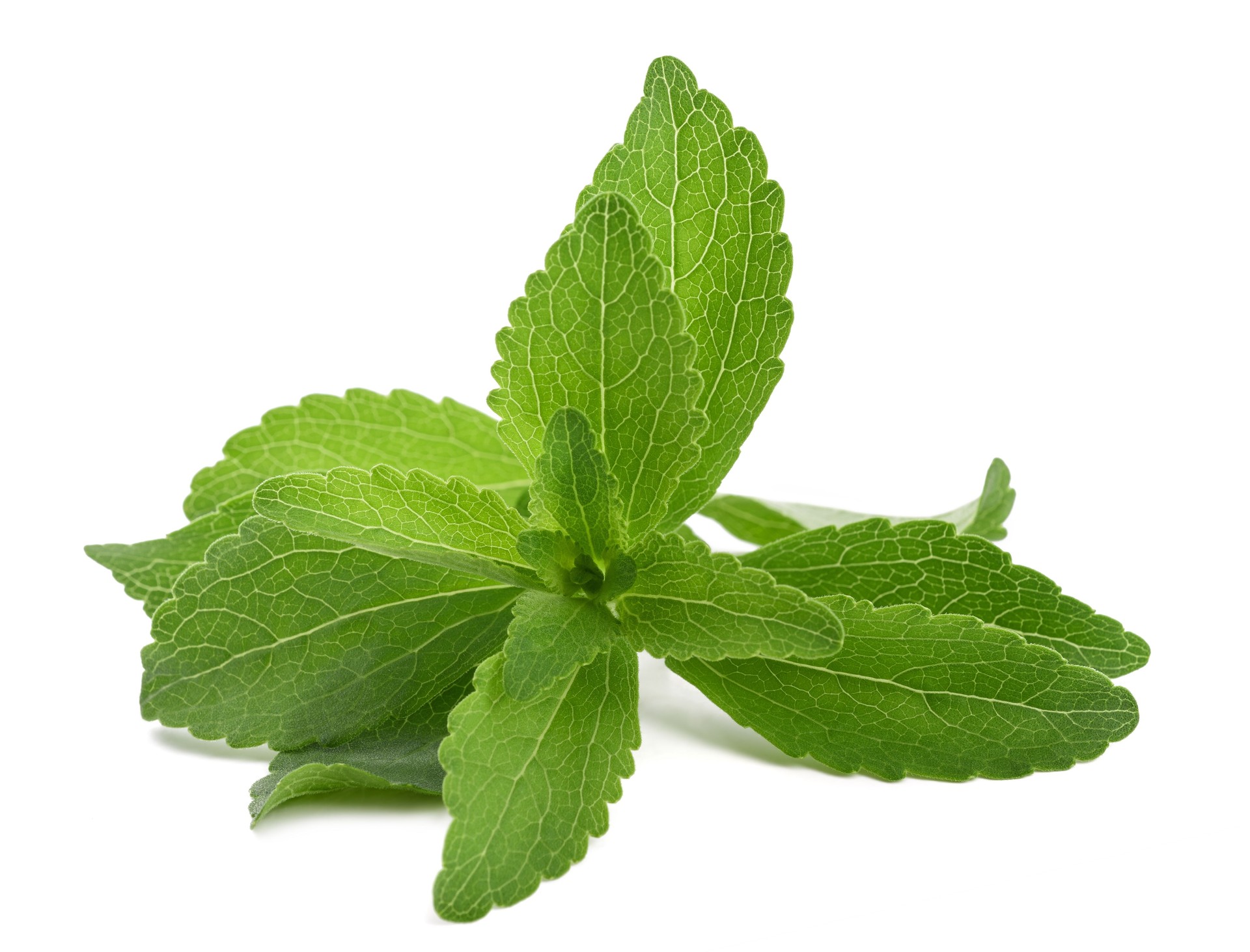 Stevia