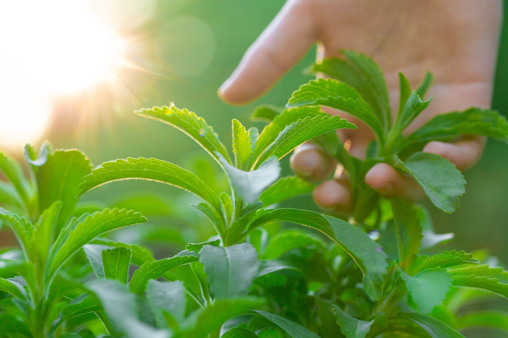 Stevia collection. Hand plucks stevia . Stevia rebaudiana on blurred green garden background.Organic natural sweetener.sweet leaf sugar substitute.Alternative Low Calorie Vegetable Sweetener