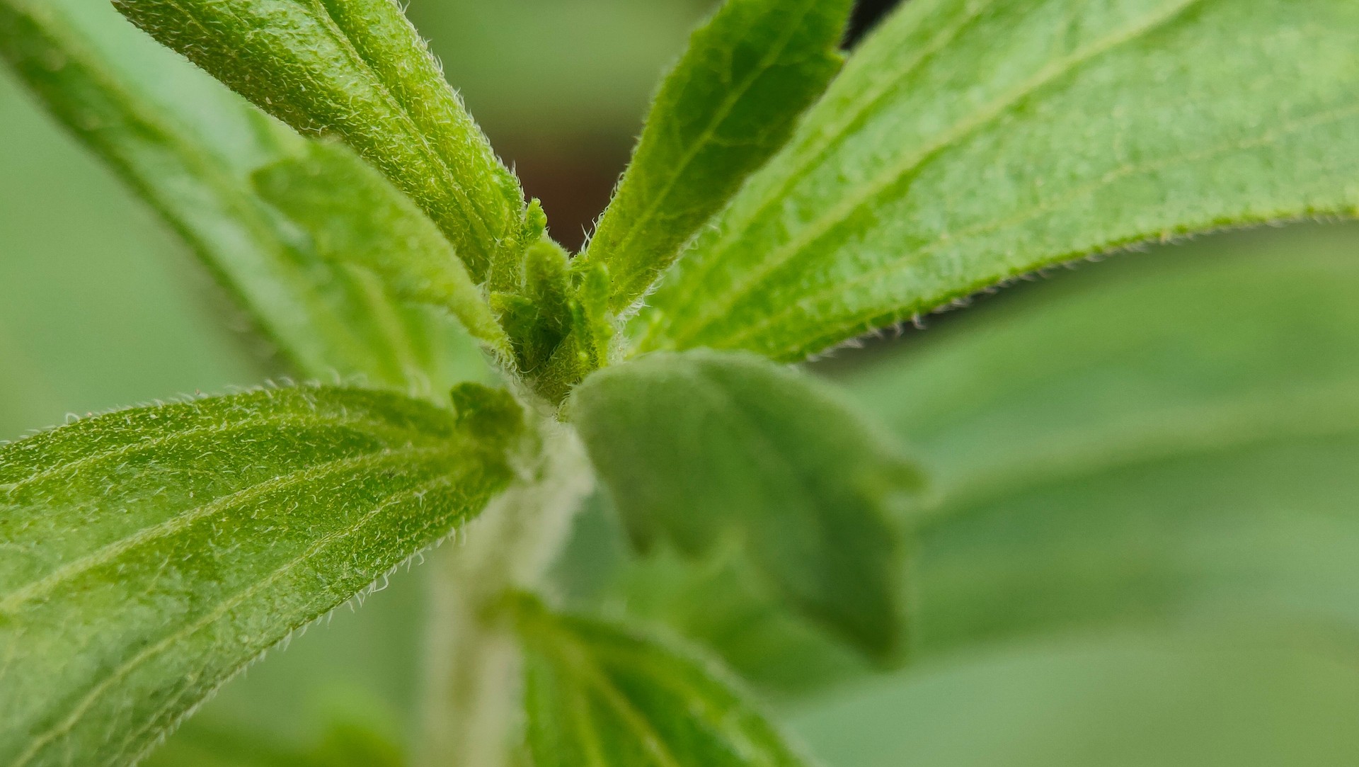 Stevia plant - herbal plant