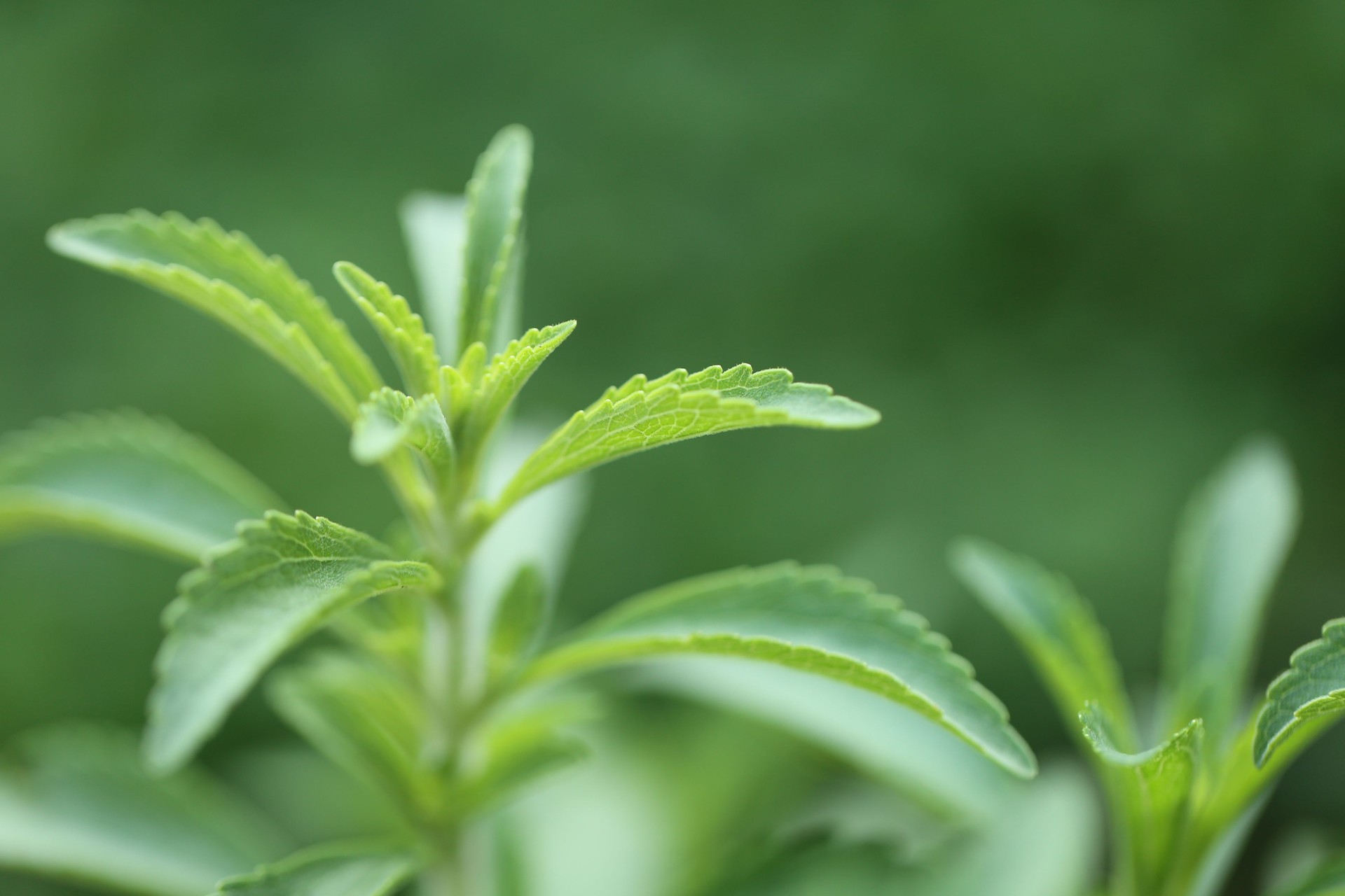 Stevia rebaudiana.Stevia green on blurred green garden background.Organic natural sweetener.Stevia plants.Stevia fresh green twig