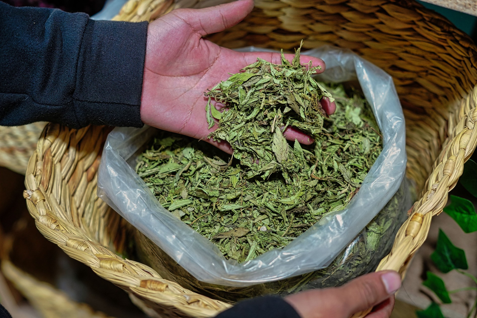 Shopkeeper showing dried stevia leaves in wicker basket