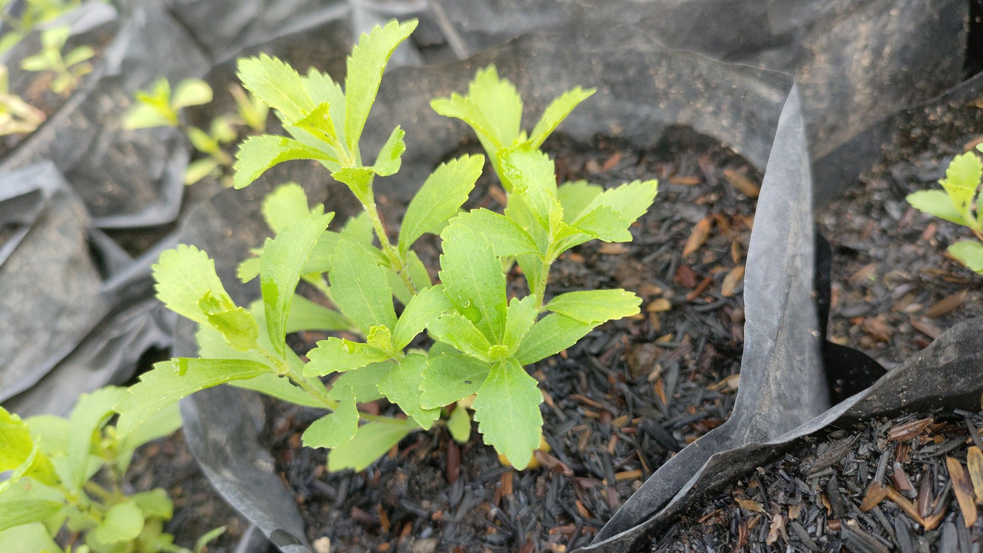 Stevia Plant Seedlings in Plastic Grow Bags