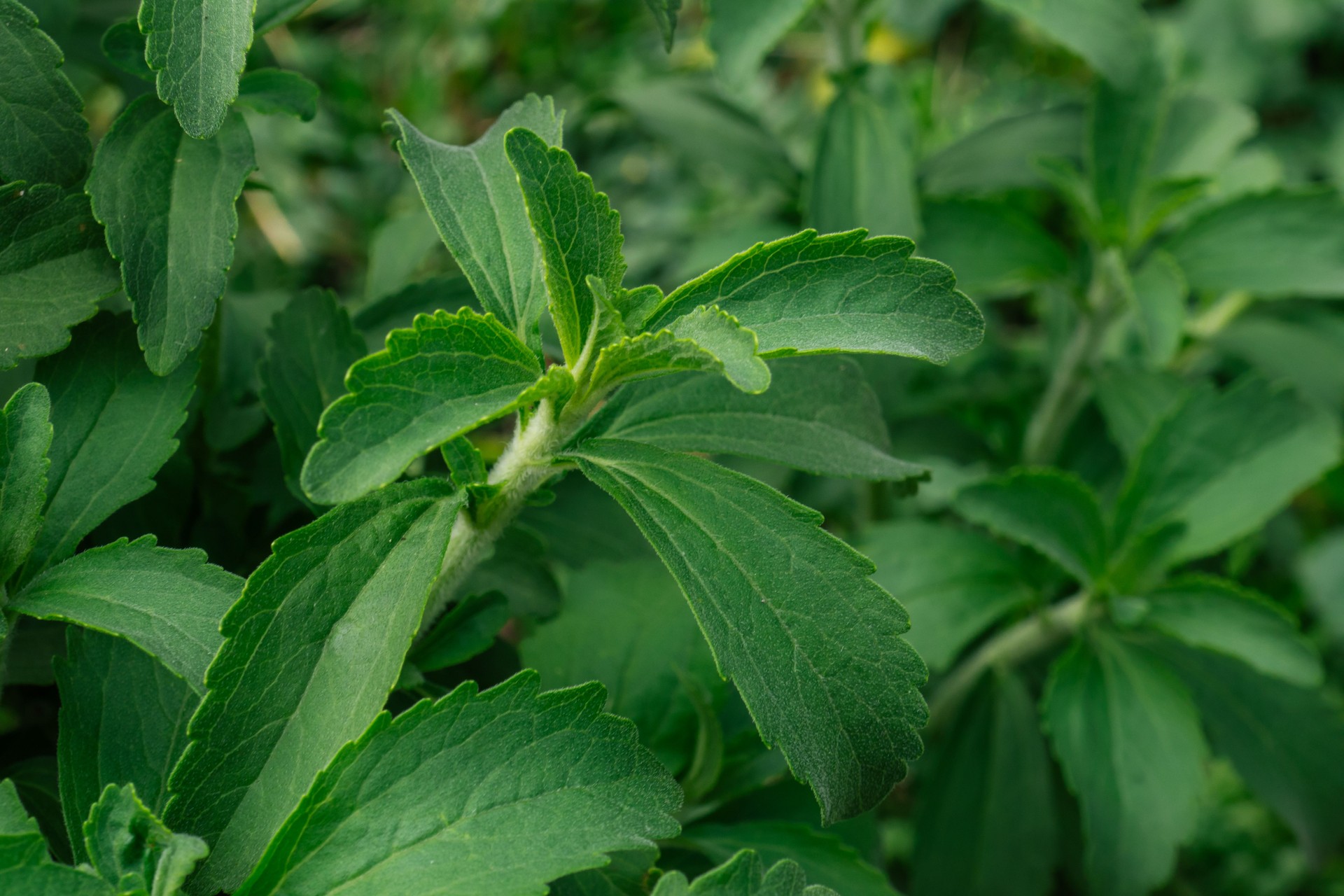 Stevia in the garden.Stevia rebaudiana.Vegetable sweetener.Alternative Low Calorie Vegetable Sweetener.Sugar substitute. Natural dietary sweetener.